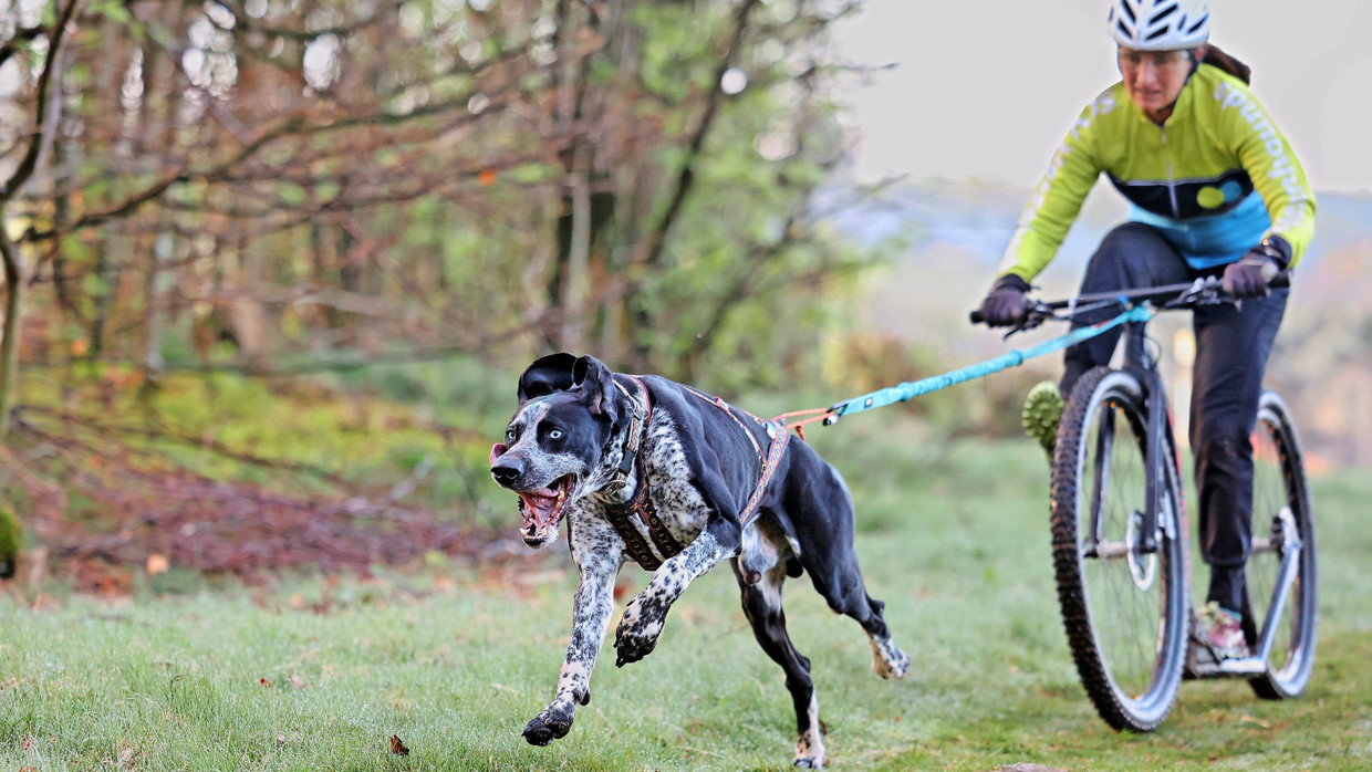 Dingo Hundeleine Mit Griff Aus BandRuckdämpfer Lan Produktbild-Vorschau 14