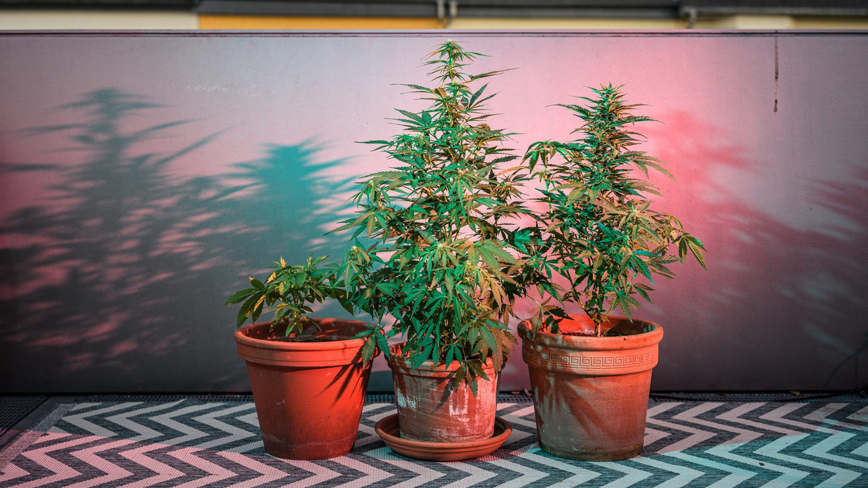 Kann man Cannabis selbst anbauen? 81 Gramm Gras auf dem Balkon geerntet