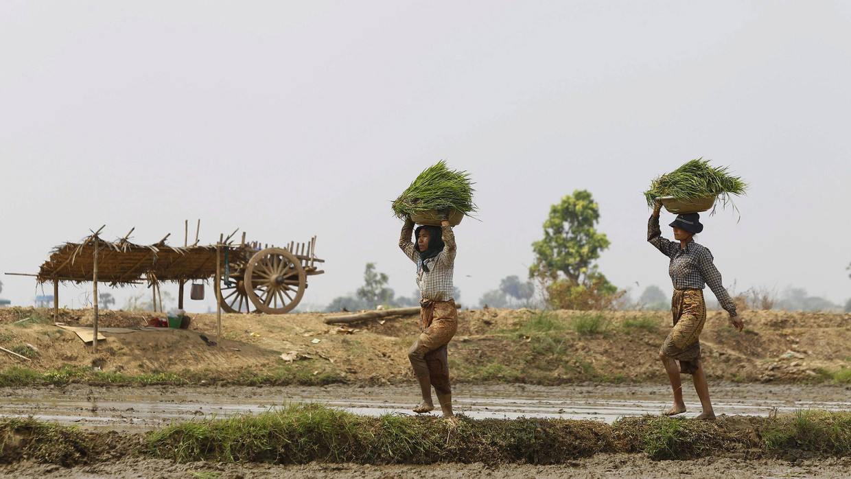 Frauen arbeiten auf einem Reisfeld in Myanmar.