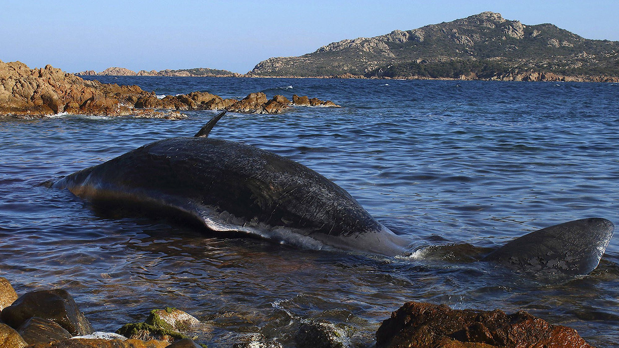 Der tote Pottwal vor Sardinien.