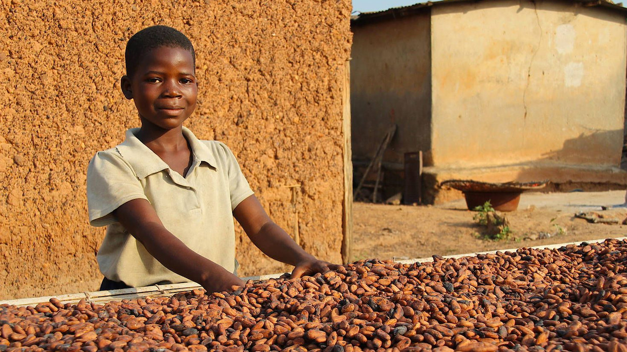 Kinder, wie dieses neunjährige Mädchen an der Elfenbeinküste im Jahr 2017, arbeiten schwer bei der Kakaoernte und Trocknung Kinder, wie dieses neunjährige Mädchen an der Elfenbeinküste im Jahr 2017, arbeiten schwer bei der Kakaoernte und Trocknung