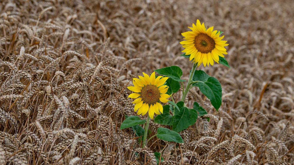 Der grüne Agrarminister gibt Bauern die Möglichkeit, mehr Weizen anzubauen.
