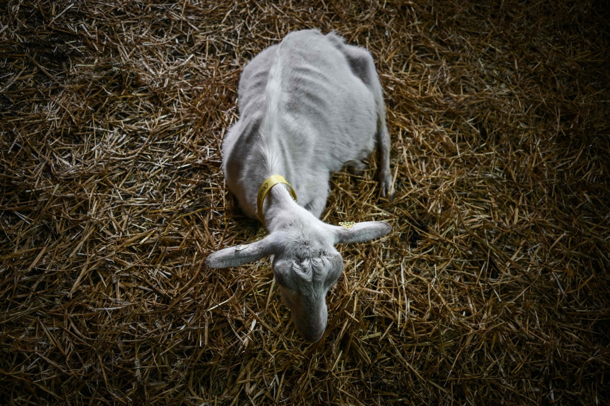 Die Ziege auf dem Bauernhof in Faguerolles konnte nicht mehr gut laufen.