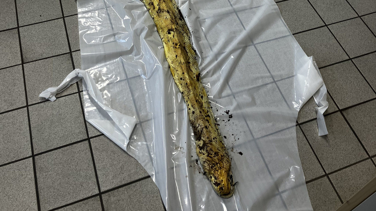 Berlin: Würgeschlange tot in Hasenheide aufgefunden