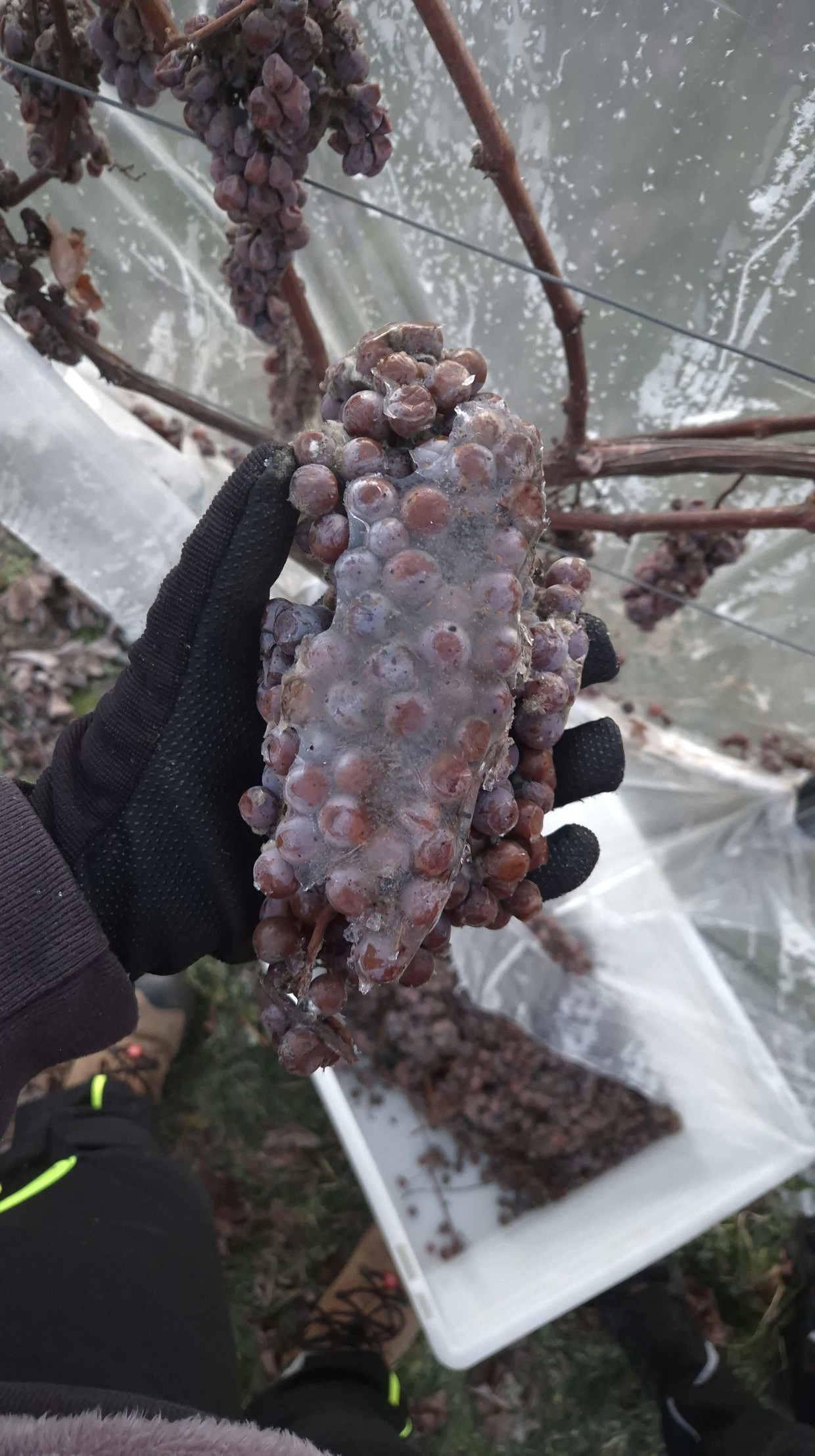 Eine Temperatur von mindestens minus sieben Grad ist Voraussetzung, um Eiswein ernten zu dürfen. An der Hessischen Bergstraße war es nun soweit. Eine Temperatur von mindestens minus sieben Grad ist Voraussetzung, um Eiswein ernten zu dürfen. An der Hessischen Bergstraße war es nun soweit.
