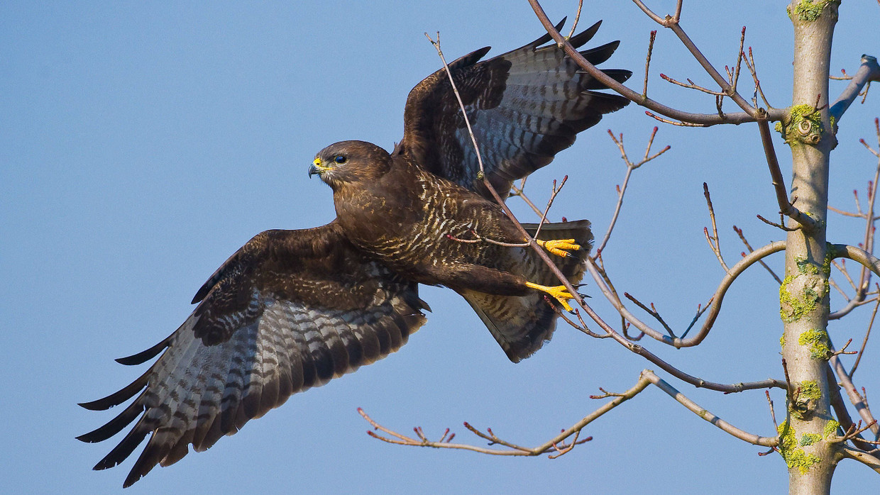 Bisweilen im Anflug auf Jogger: Mäusebussard