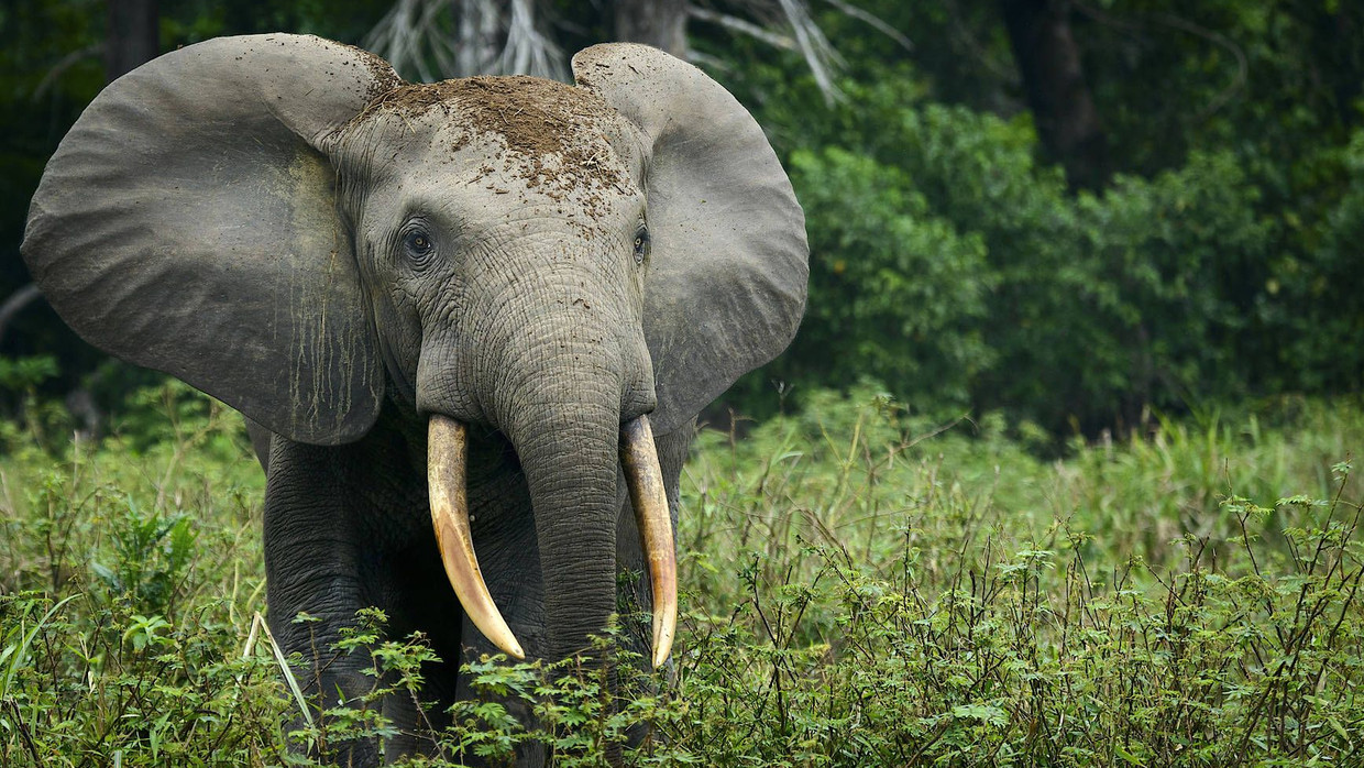 Waldelefant im Nationalpark Odzala-Kokoua.