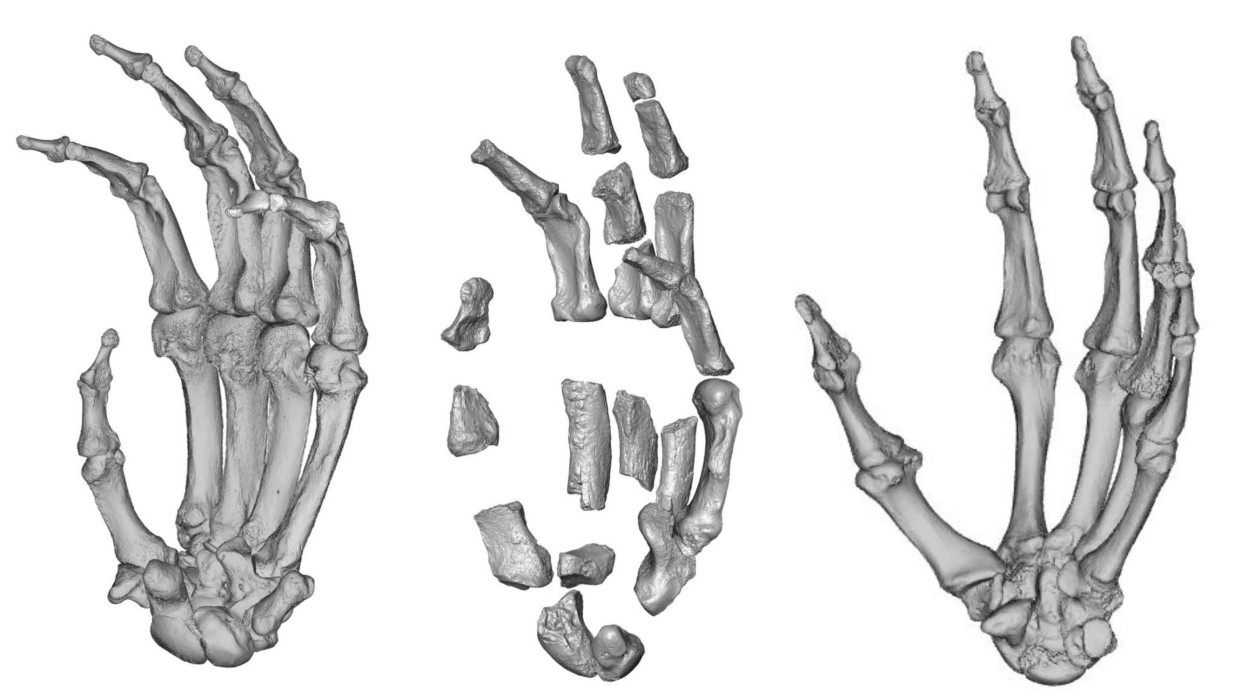 Das neu entdeckte Knochenmaterial, das der Hand eines Paranthropus boisei zugeordnet wird (Mitte), zum Vergleich mit der Hand eines Gorillas (links) und eines Homo sapiens (rechts).
