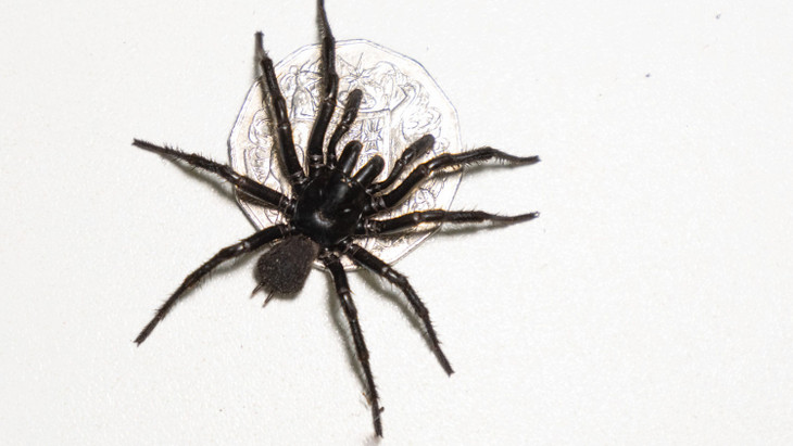 Neu bestimmte Newcastle-Trichterspinne - eine der giftigsten Spinnen der Welt